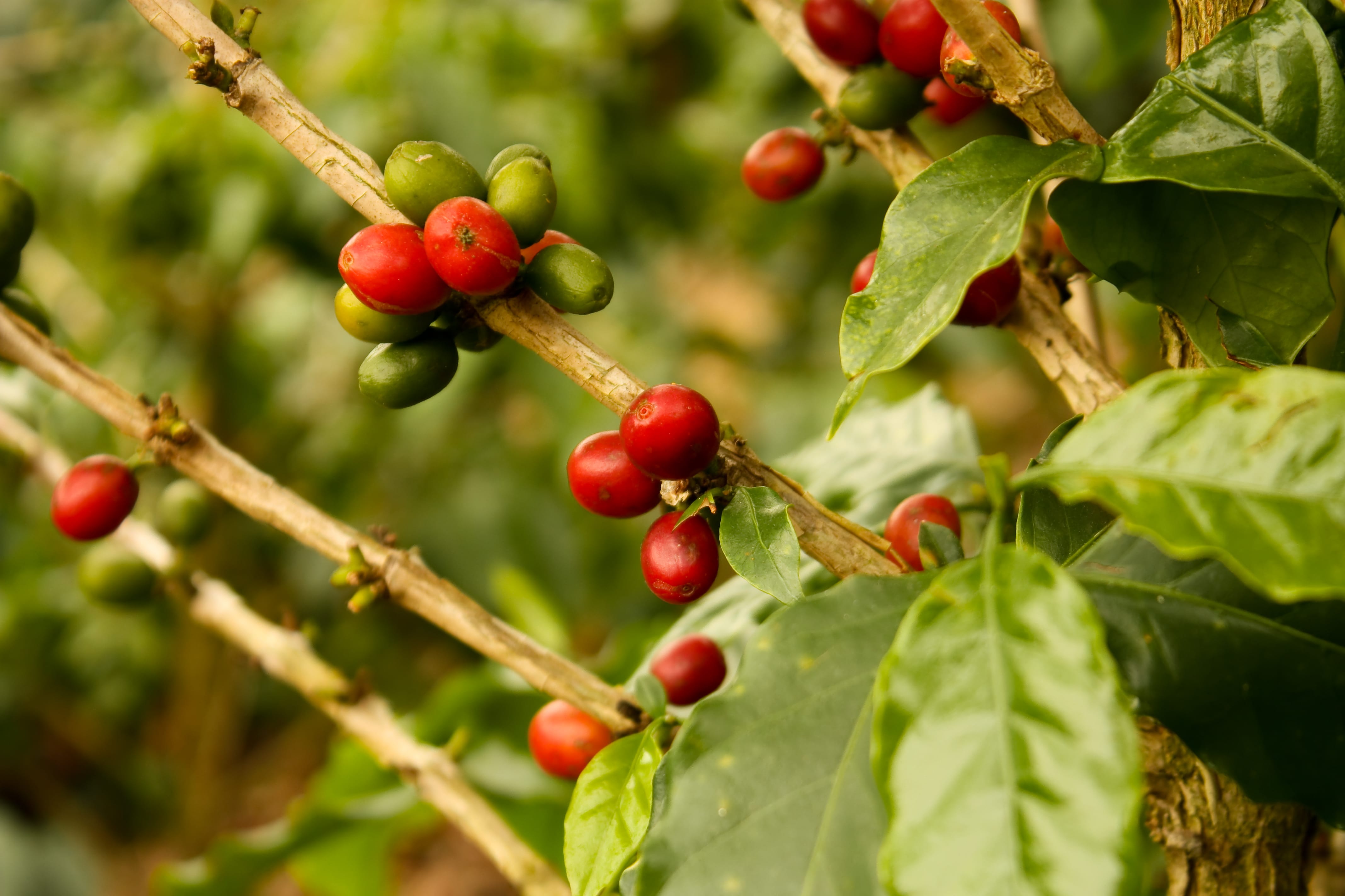 Image result for blue mountain coffee seedlings