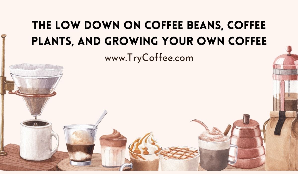 The Low Down on Coffee Beans, Coffee Plants, and Growing Your Own Coffee