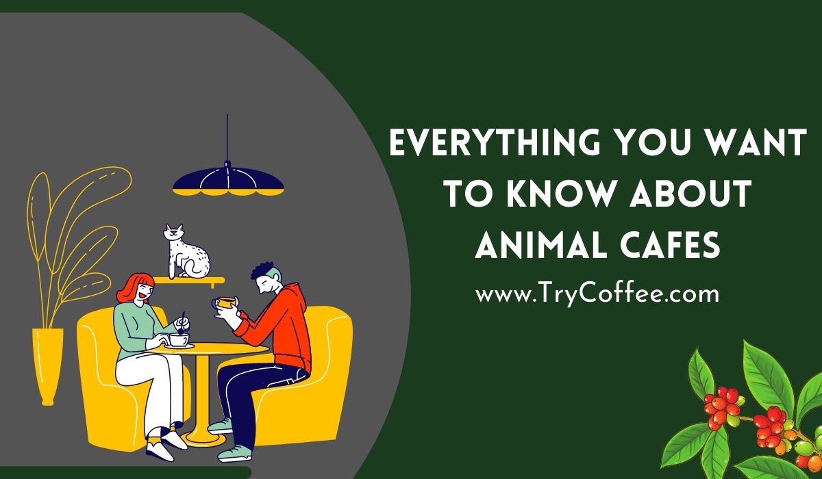 Everything You Want to Know About Animal Cafes