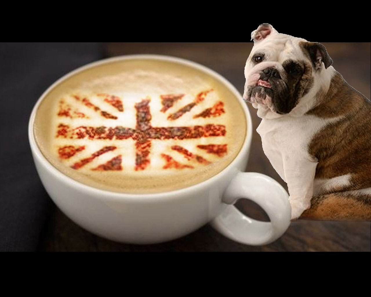 Coffee & Dogs What You Should Know When Visiting Connecticut Try Coffee