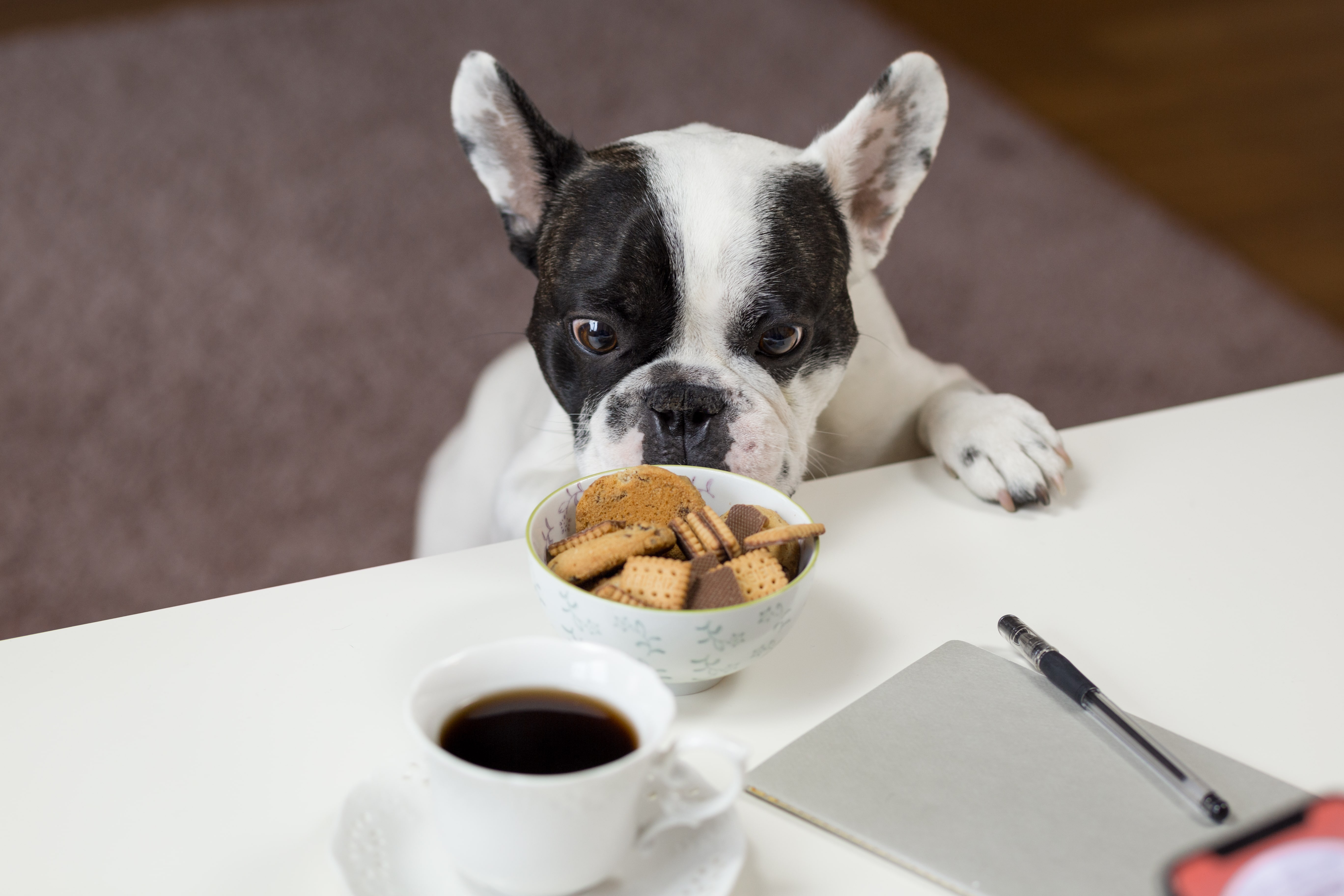 Coffee & Dogs Where to Find the Best Java in Florida when Visiting