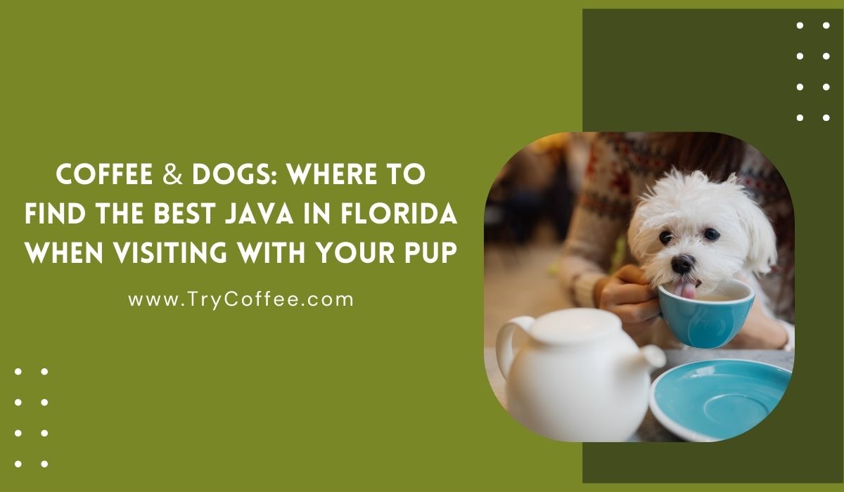 Coffee & Dogs Where to Find the Best Java in Florida