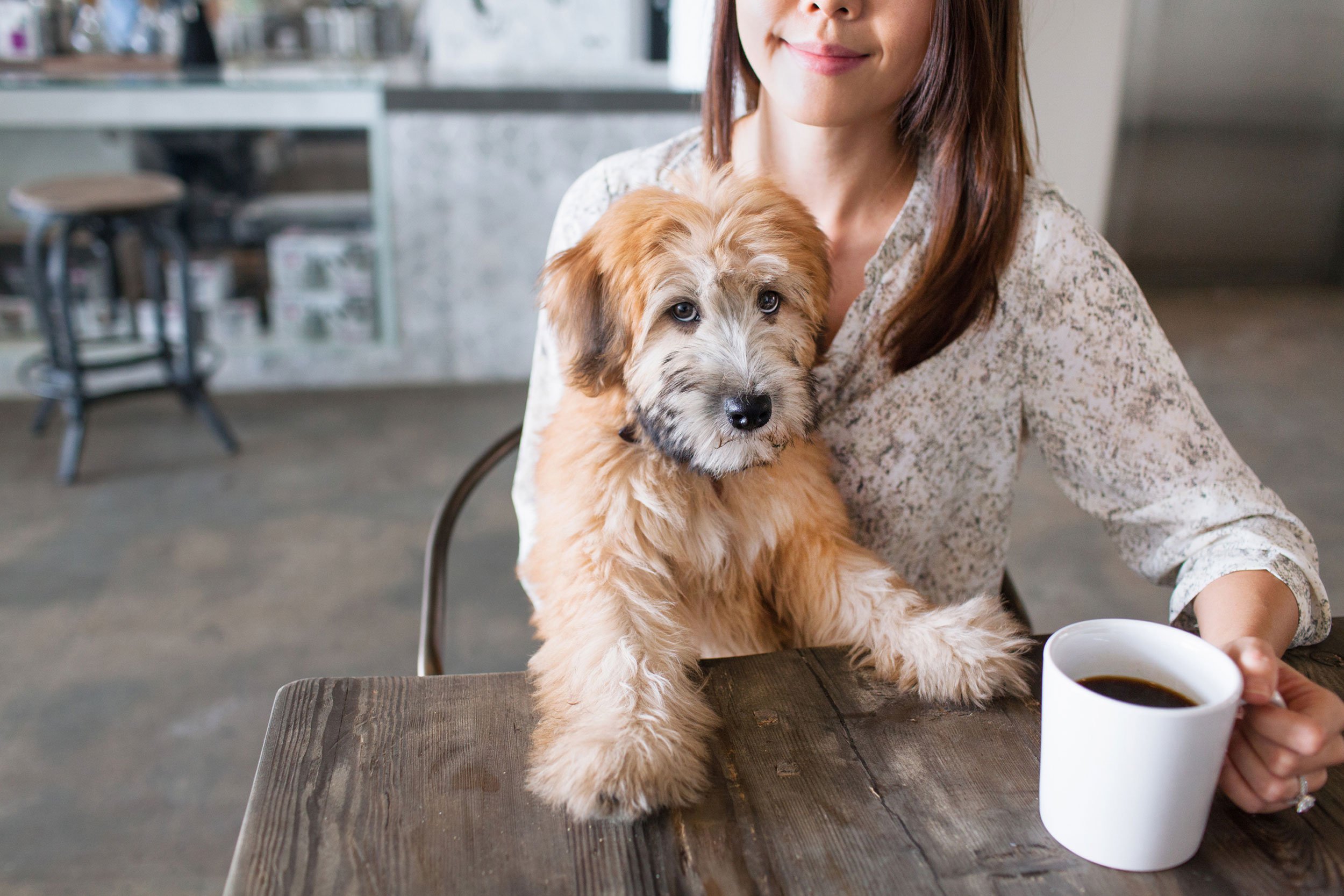 Dogs and Coffee 33 Top Fun Activities to Enjoy with Your Pet Dog Try