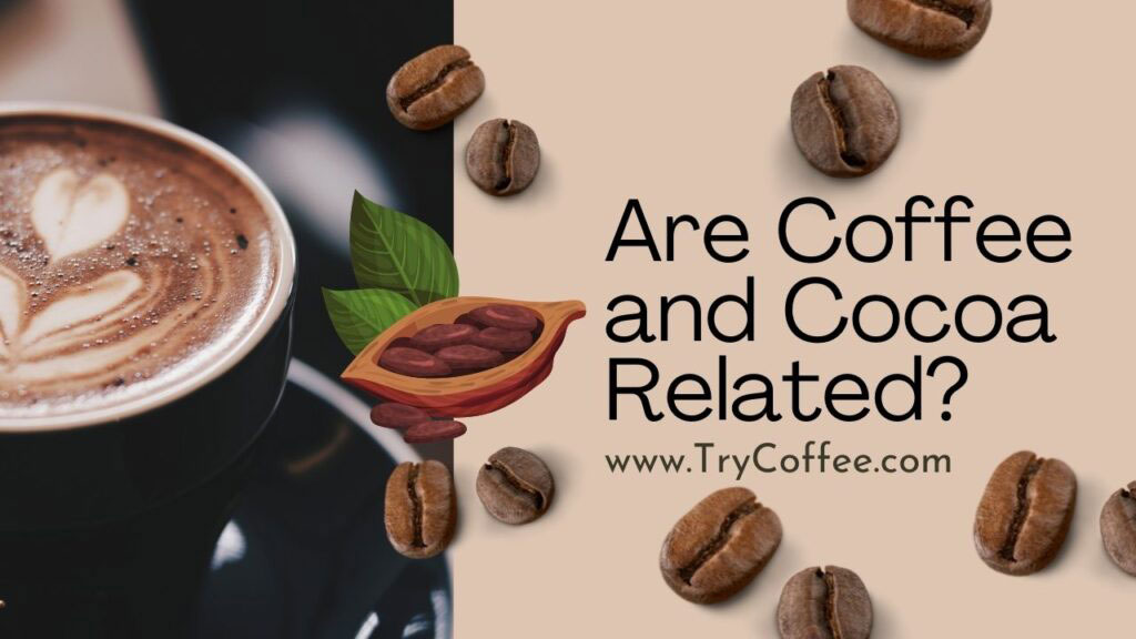 Are-Coffee-and-Cocoa-Related